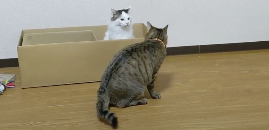 ボス猫同士の対決！けれど実際は…