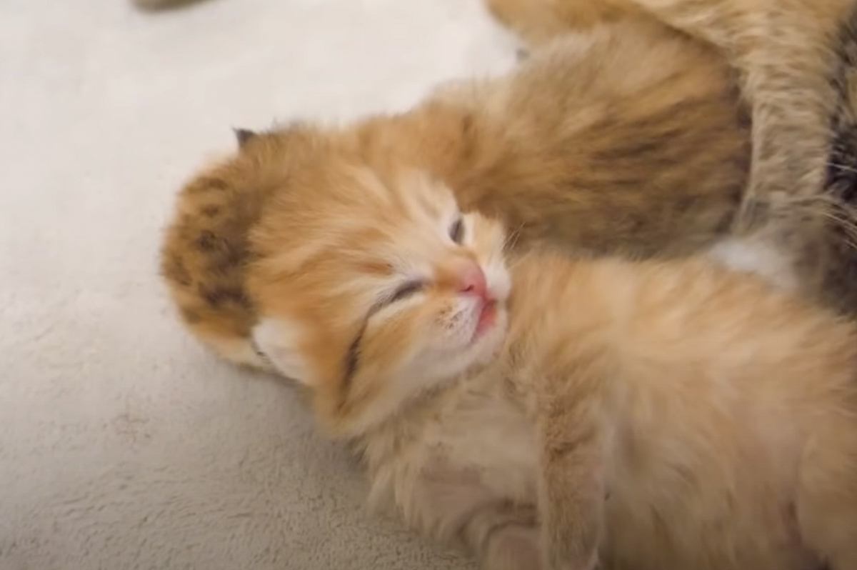 まだ目も開いていない『赤ちゃん猫』を見守っていたら…あまりにも尊すぎる『まさかの瞬間』に「なんて貴重な」「本当に愛らしい」と2万再生