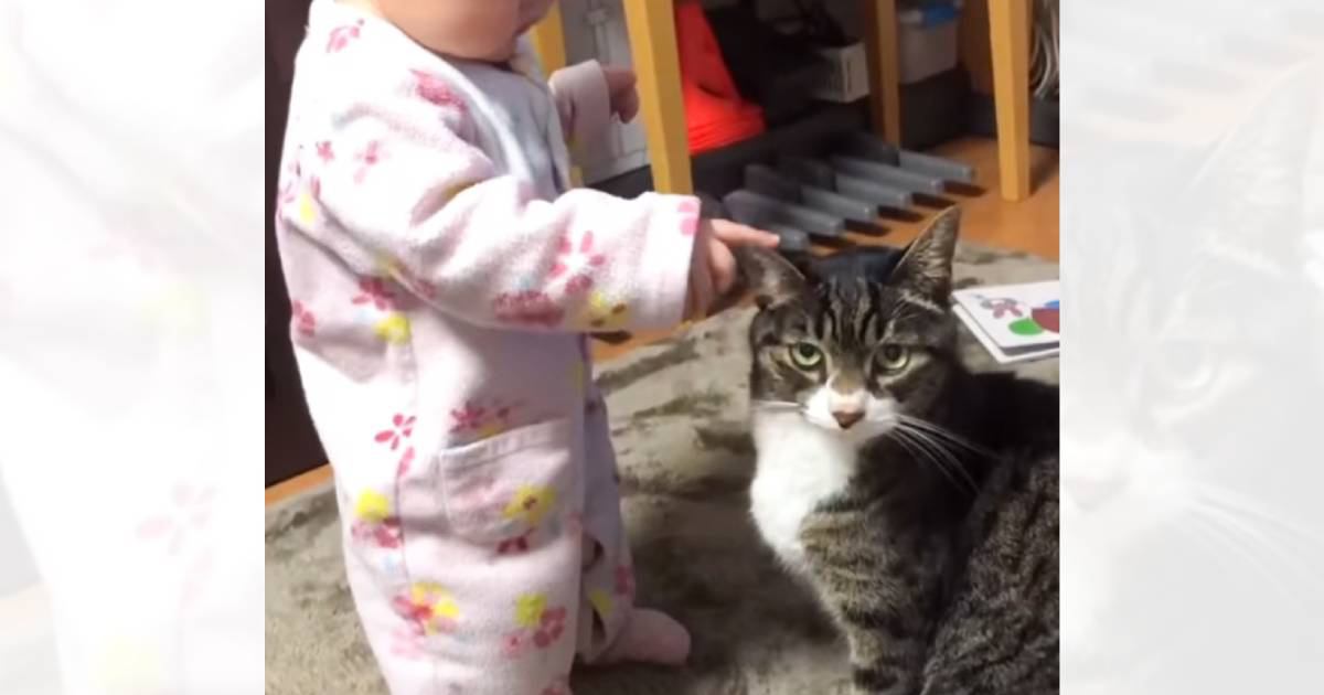 猫に優しく見守られながら育った赤ちゃん…涙あふれる『４年後の光景』に反響続々「すべてを許してて尊い」「優しさは受け継がれるんだね」