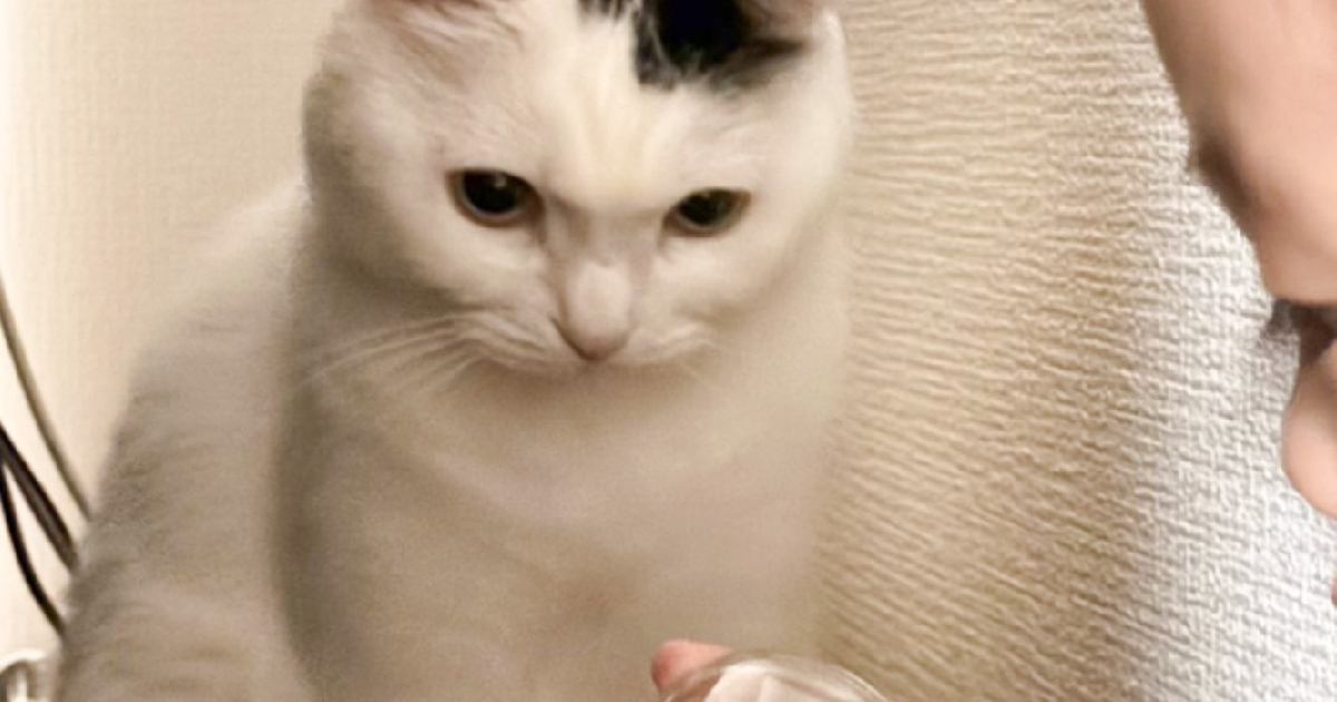 猫と子どもがやけに静かだなと思ったら…あまりにも予想外な『モノを見つめる姿』に36万いいね「ほのぼのすぎる」「目が真剣で笑ったｗ」