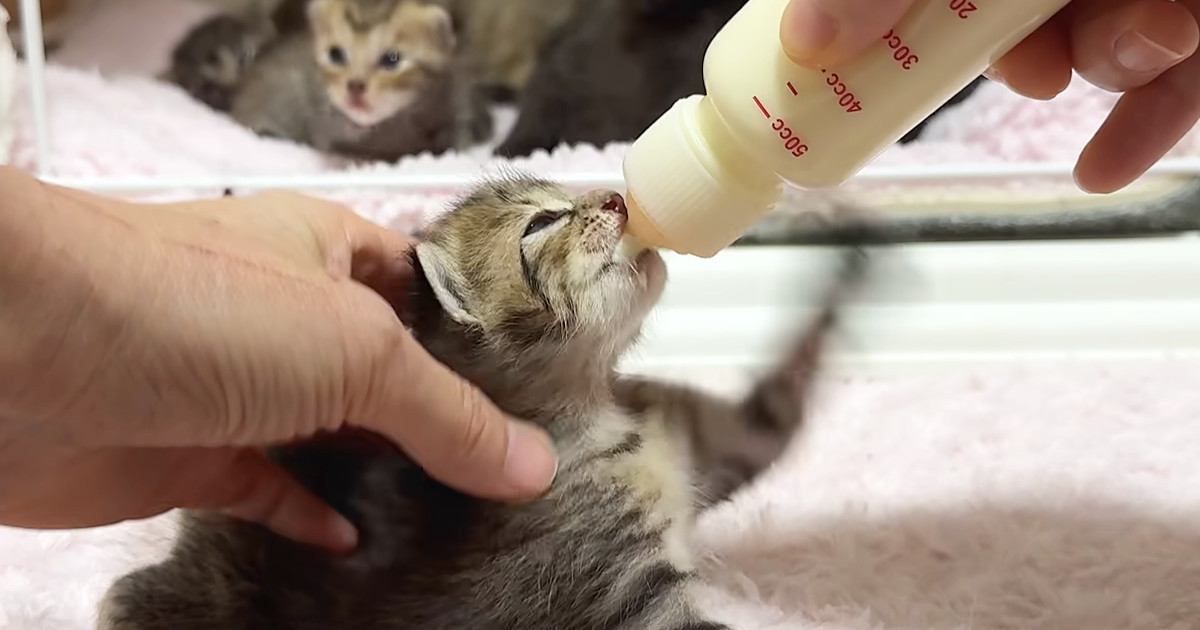 生後15日を迎えた子猫たちの『ミルクタイム』…思わず笑みがこぼれる『尊い光景』が10万再生「見守り隊可愛すぎる」「癒された」