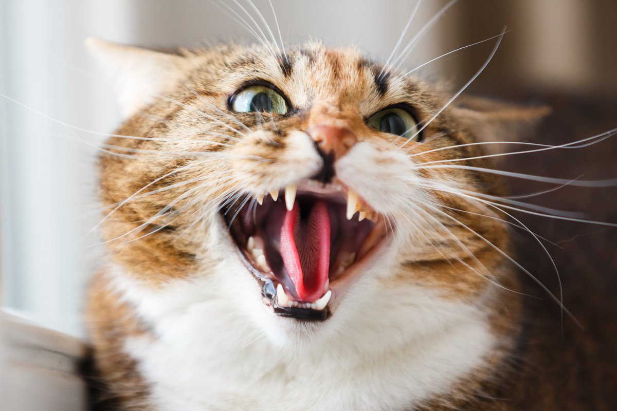 猫の『声がヘン』と思ったら疑うべき3つの原因　なかには病気の場合も
