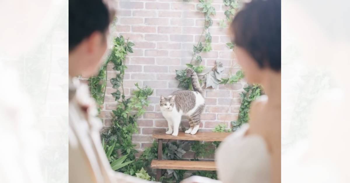 ウエディングフォトの練習をたくさんした猫→『本番』になった結果…爆笑の光景が10万再生「野良猫迷いこんだｗ」「ちょーかわいいｗｗ」