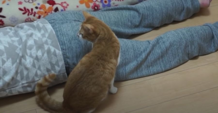 遊んでいる途中に飼い主が倒れたら猫ちゃんはどうする？！