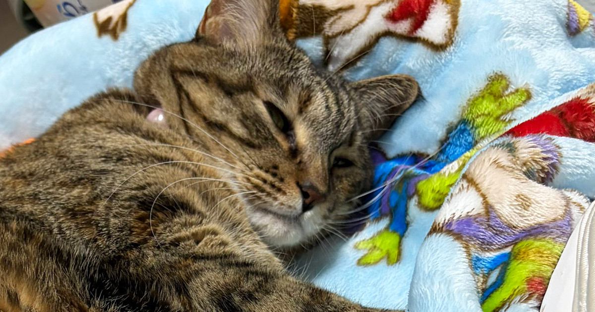 赤ちゃん用の電動ベッドで『くつろぐ猫』→スイッチを入れてみたら…まさかの光景に1万7000いいね「正しい使い方ｗ」「赤ちゃん返りｗ」