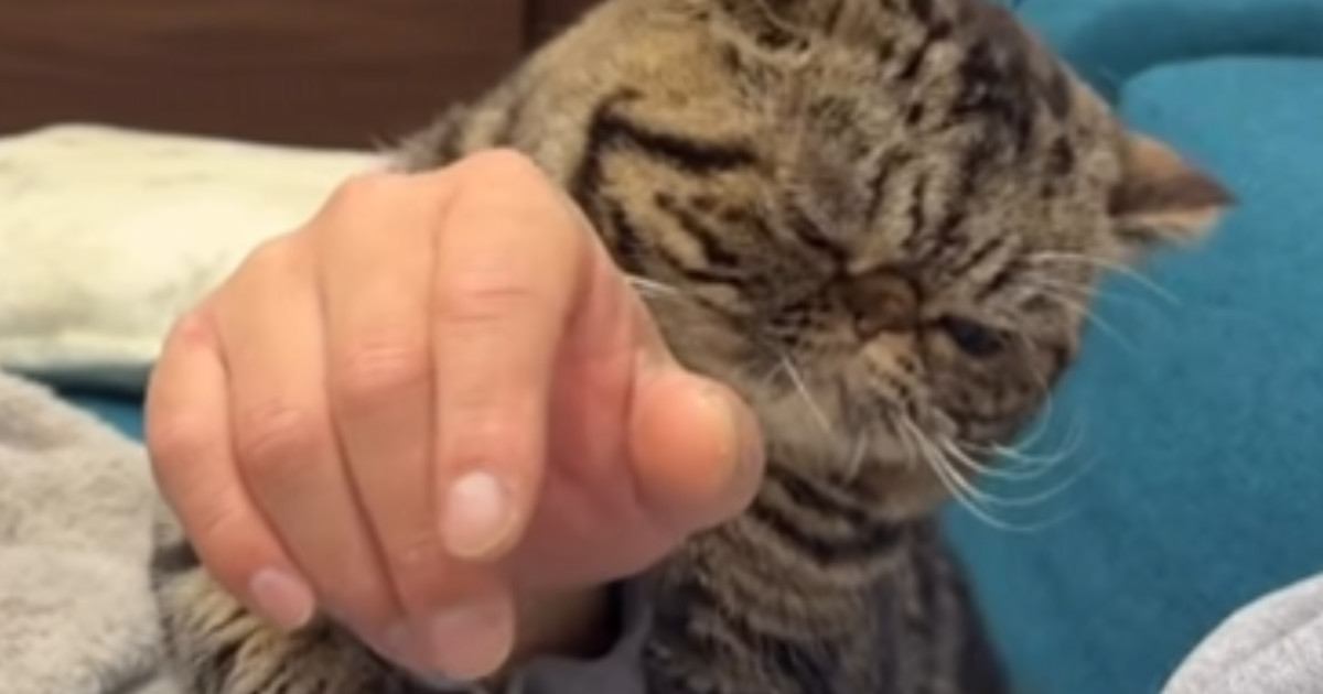 どうしても『甘えたい猫』→飼い主さんの腕に……愛おしすぎる『全力アピール』が21万再生「絡まれたいｗ」「可愛すぎて発作起きそう」