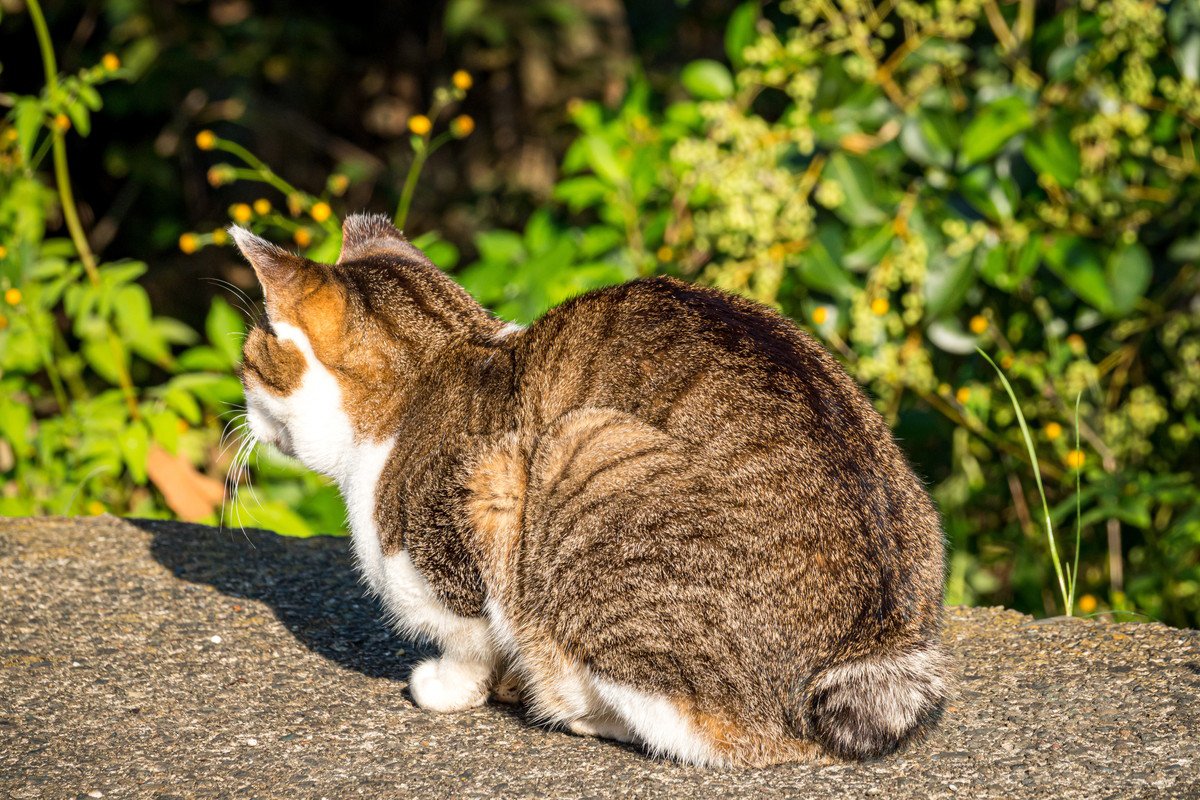 猫が『かぎしっぽ』になる理由2選　日本に多いのはなぜ？幸福を呼ぶって本当？