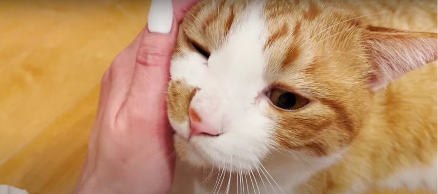 兄妹勢揃い！猫ちゃんたちの幸せタイム♪