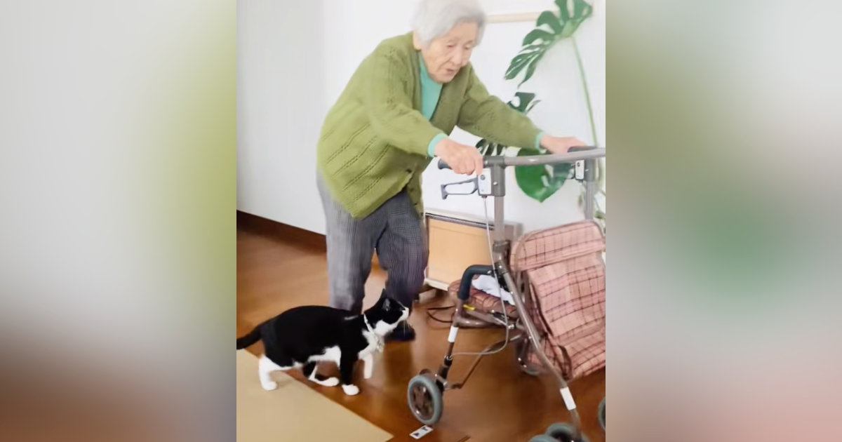 94歳のおばあちゃん→カートを押していると、『猫』がやって来て…心温まる『日常の光景』が45万再生「大好きなんだね」「いいコンビ」と絶賛