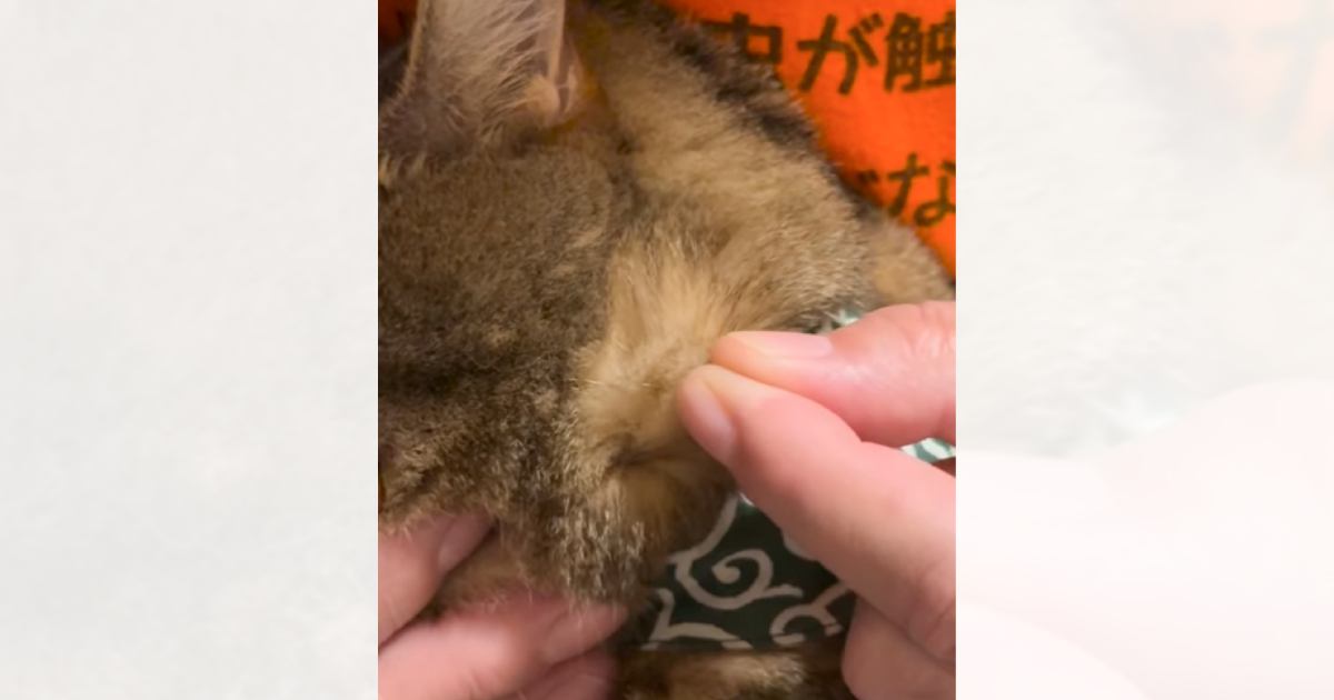 猫の毛がたくさん抜ける時期→飼い主さんが引っ張ってみると…中毒性ありすぎる『たまらない瞬間』が300万再生「シュボッｗ」「びっくりｗ」