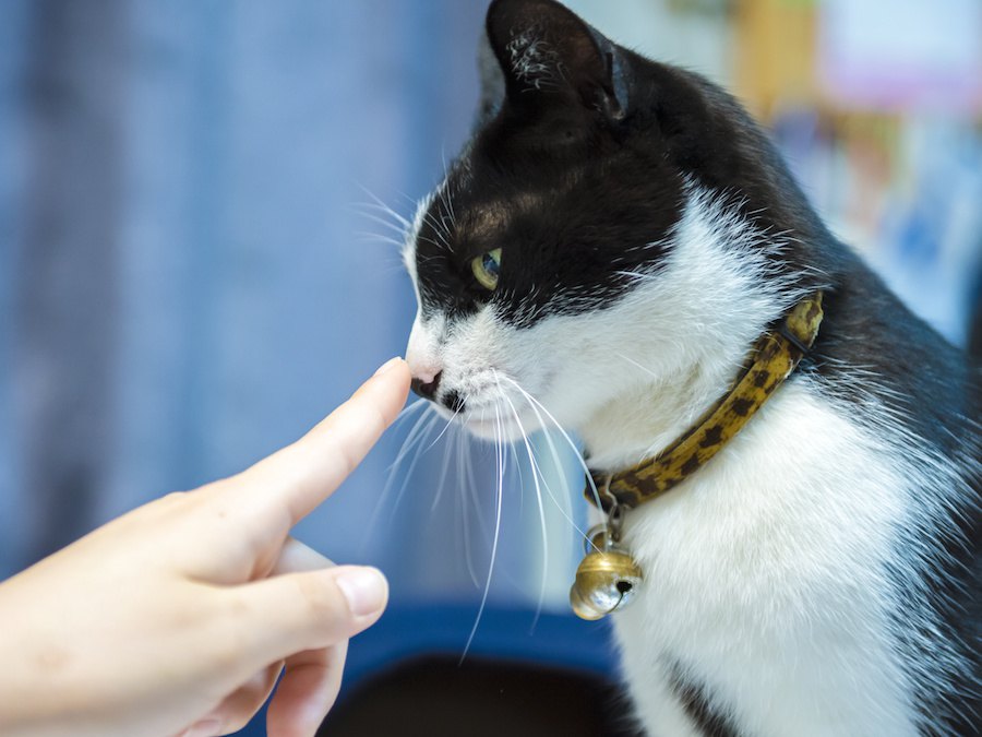 猫の点鼻薬について解説！鼻の病気の症状や差す時のコツ、市販品の紹介