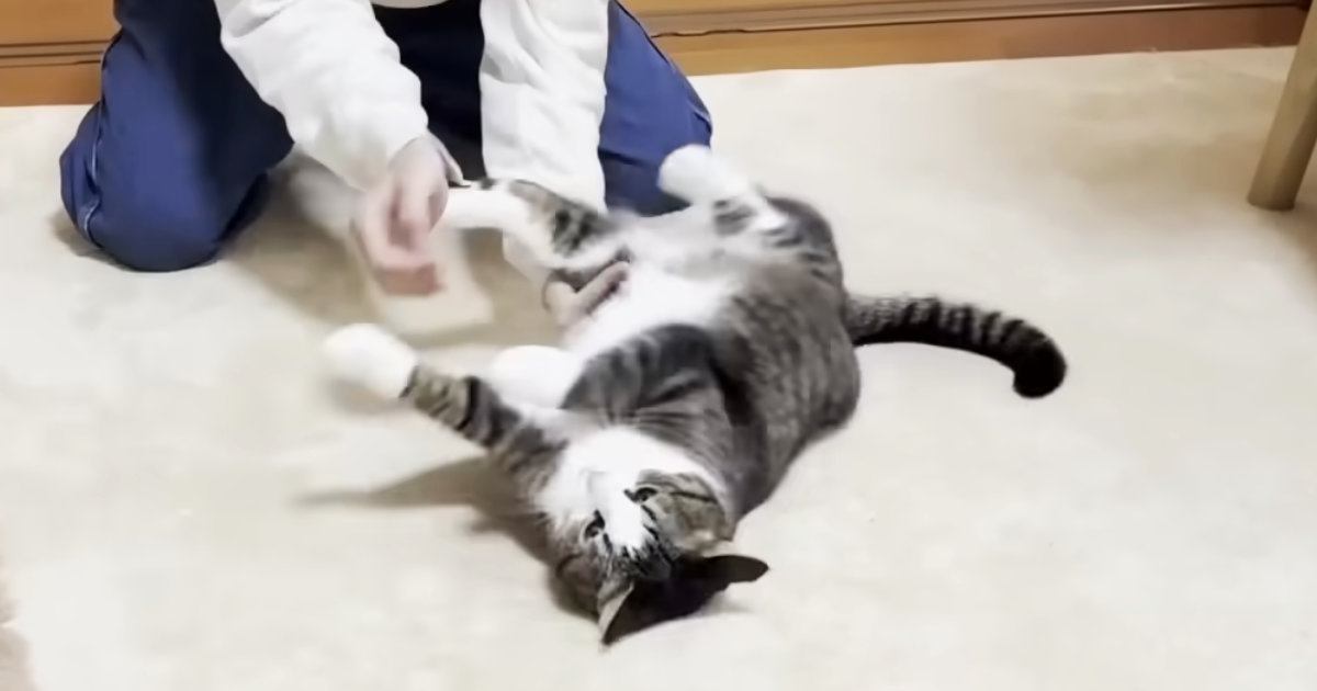 お兄ちゃんに『転がされる猫』→もっとやってほしくて…思わずニヤける『可愛すぎる光景』に「コロコロｗ」「なんて愛くるしい催促」と反響