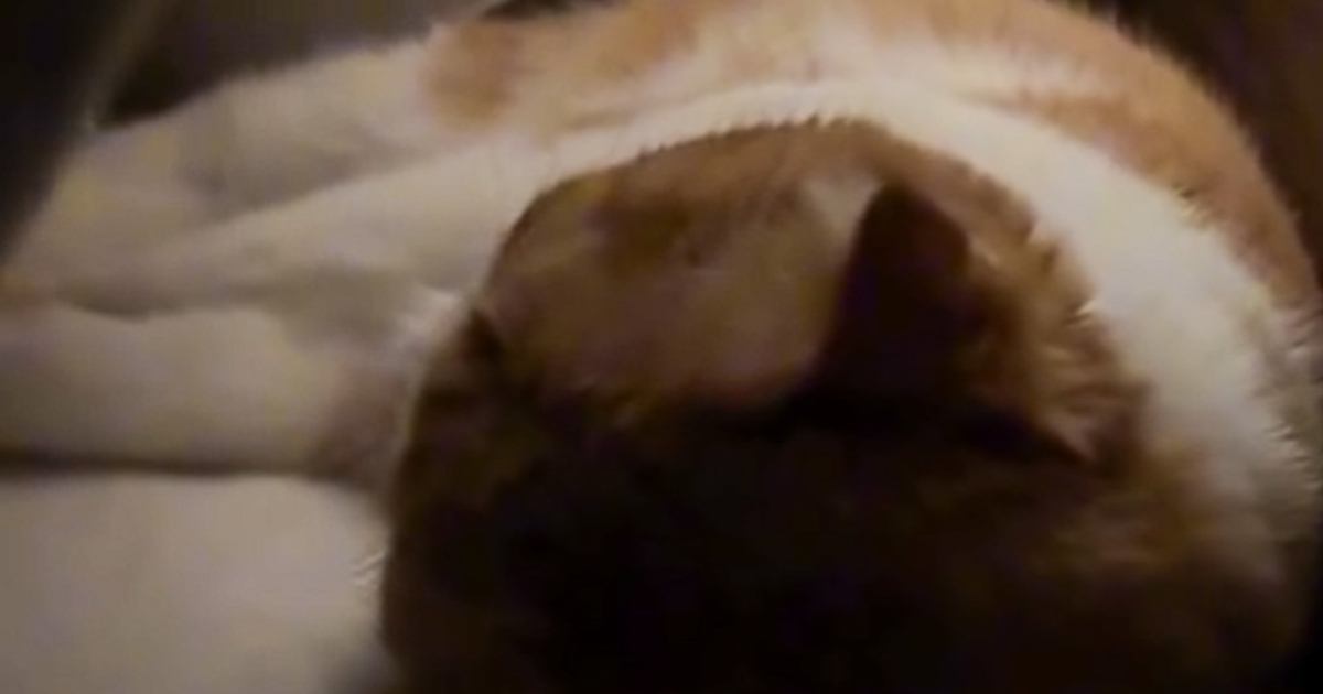 部屋を移動するため眠っている猫に声をかけた飼い主→『全く反応が無くて』……「怖い怖い」「生きた心地がしない」と88万再生の反響