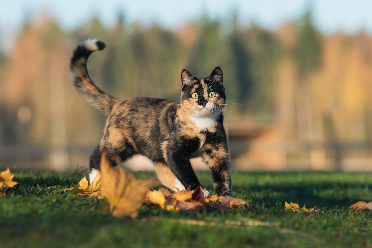 『ポジティブ』な性格の猫がする4つの行動