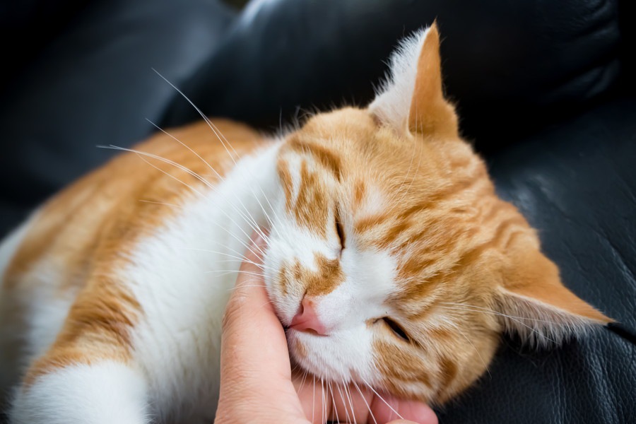 さっきまで幸せそうだったのに…猫が突然撫でられている時に噛む心理