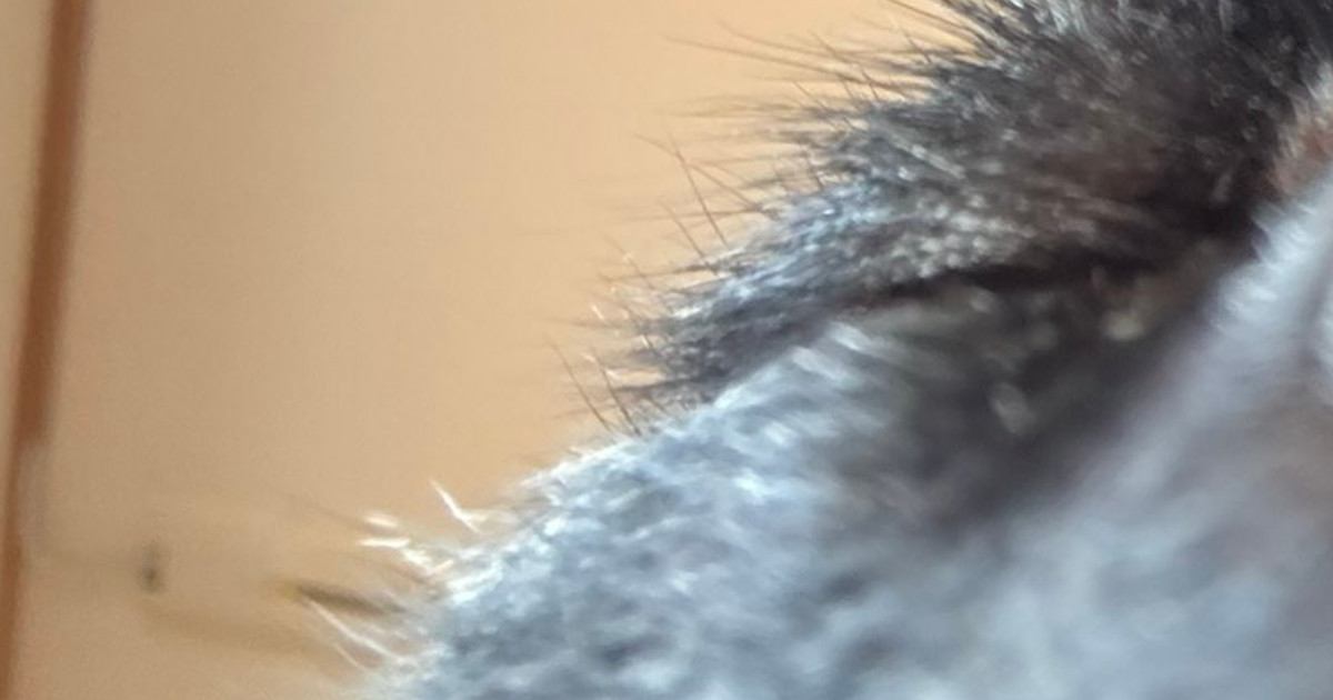 『勝手にカメラ起動して撮らないでｗｗ』スマホのフォルダを確認したら、ネコが…予想外の光景に３万いいね「鼻の芸術点が高い」「ええアングル」