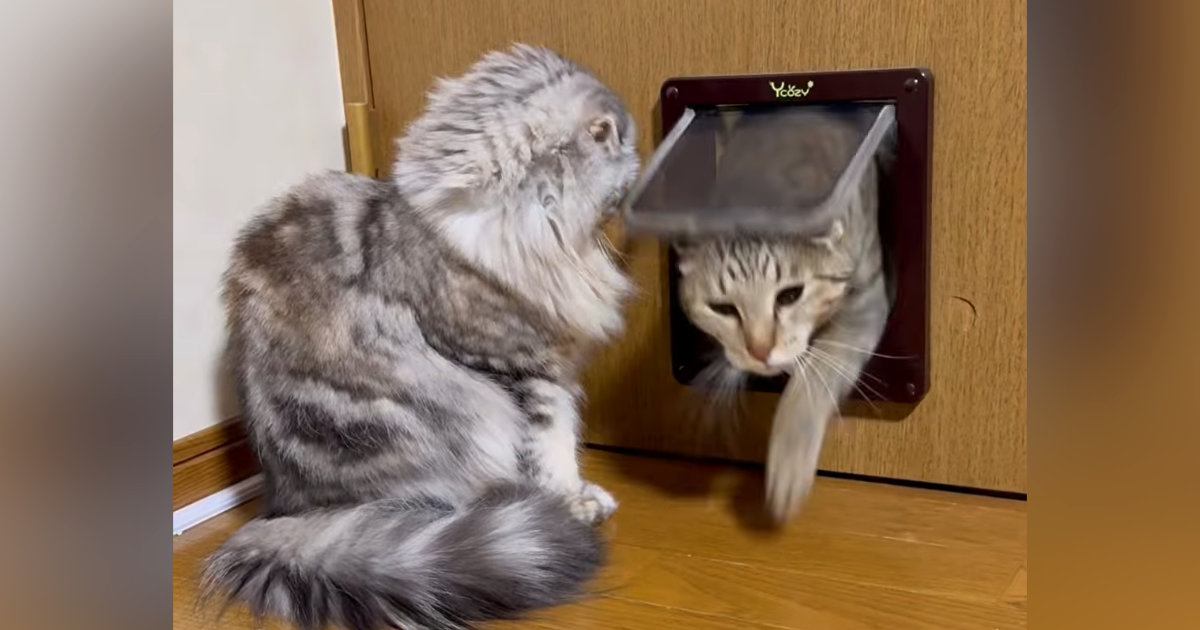 猫ドアの前で待機していた猫→『2匹の同居猫』がやって来ると…理不尽すぎる行動が183万再生「違いは何なのだｗ」「厳しいねえｗ」