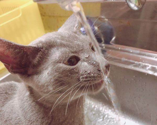 猫が水入れから飲まない理由５つ