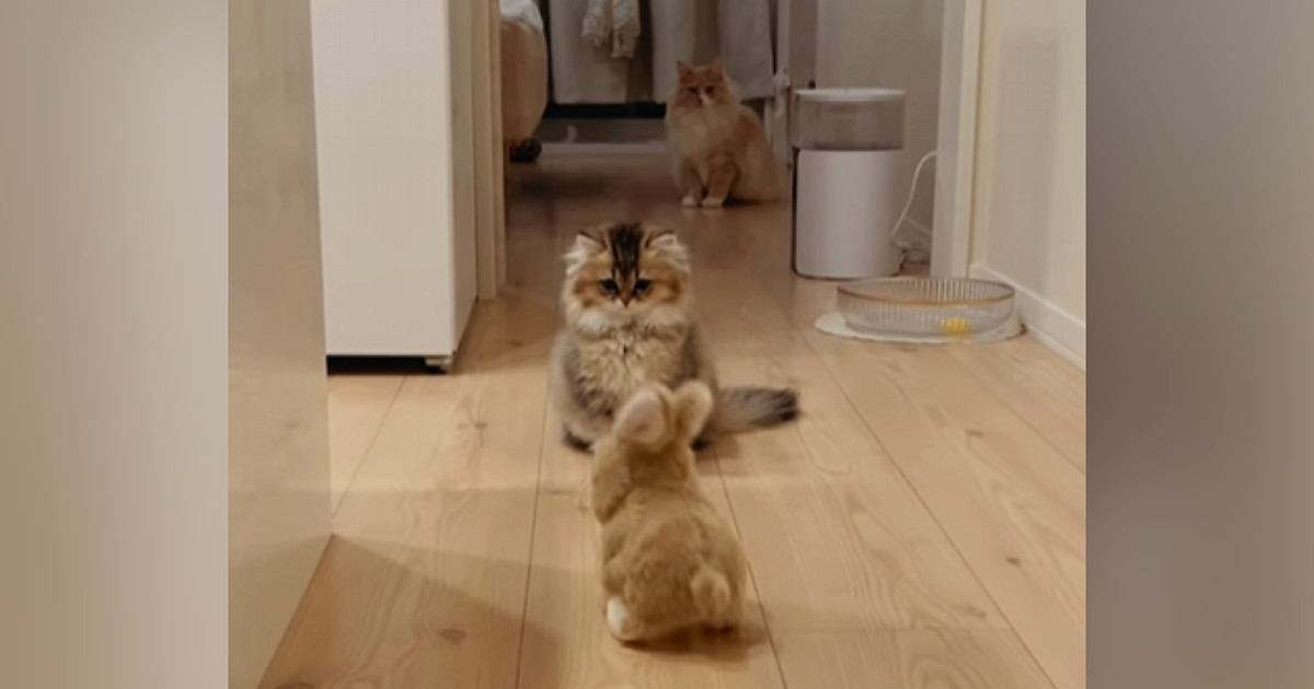 猫たちがぴょこぴょこ動く『うさぎ型ロボット』を見た結果…笑ってしまう『リアクション』が21万再生「すべてが可愛い」「話し合ってるｗ」