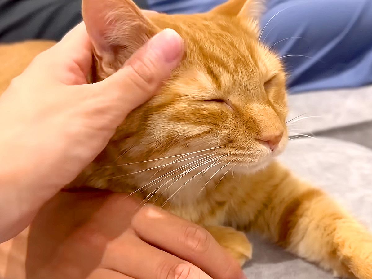ソファでパパとママの真ん中にいる猫→ふと気づいたら…くつろぎすぎて見せた『とんでもない体勢』に「芸術作品」「可愛すぎて笑った」と反響