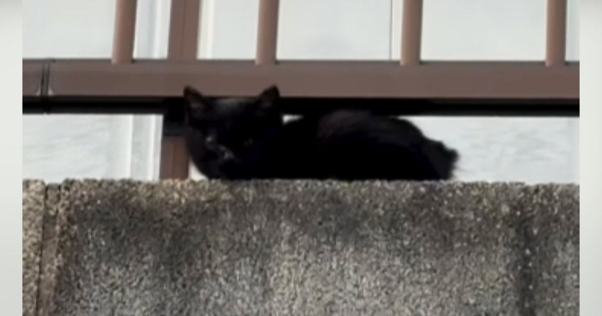 保護されたばかりで『怯えていた子猫』が、30分後には……まさかの『変化』に感動の声「うれしくて泣けてくる」「出会えてよかった」