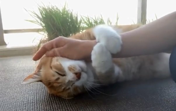 猫さんにこんなに「ムギュ♡」とされたら気分は天国まちがいない！