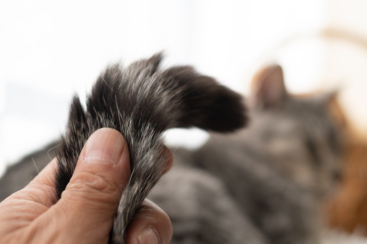 猫の『しっぽに触れると怒る』理由4選　なぜ触られたくないの？避けるべき行為まで