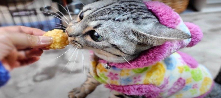 もっと食べたい！食いしん坊な猫ちゃんが欲しがったものとは？