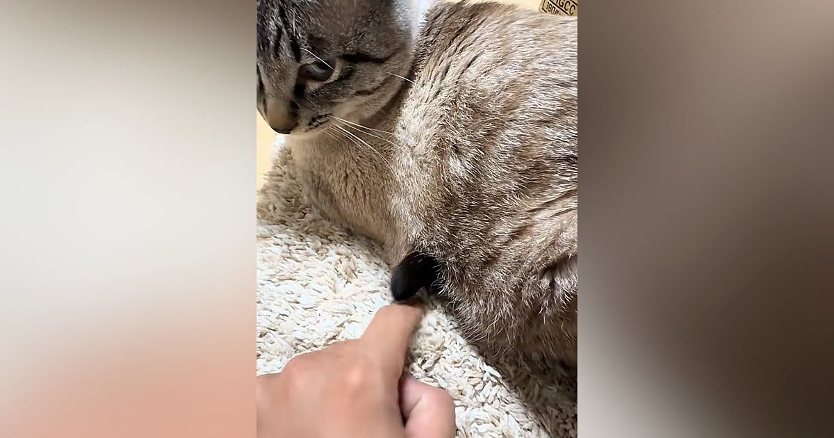 猫のお腹から出ている『謎の物体』をツンツンしていると…予想外の『爆笑の展開』が318万再生「振り向き方ｗｗ」「ガン飛ばすのすき」