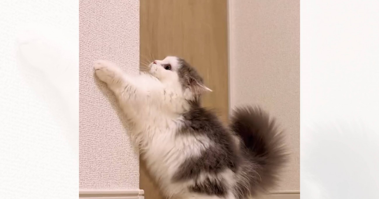 『部屋の隅っこで遊ぶ子猫』を見ていたら…まるで『リスのような動き』が可愛すぎると105万再生「かわいくて何度も見た」「何とも愛らしい」