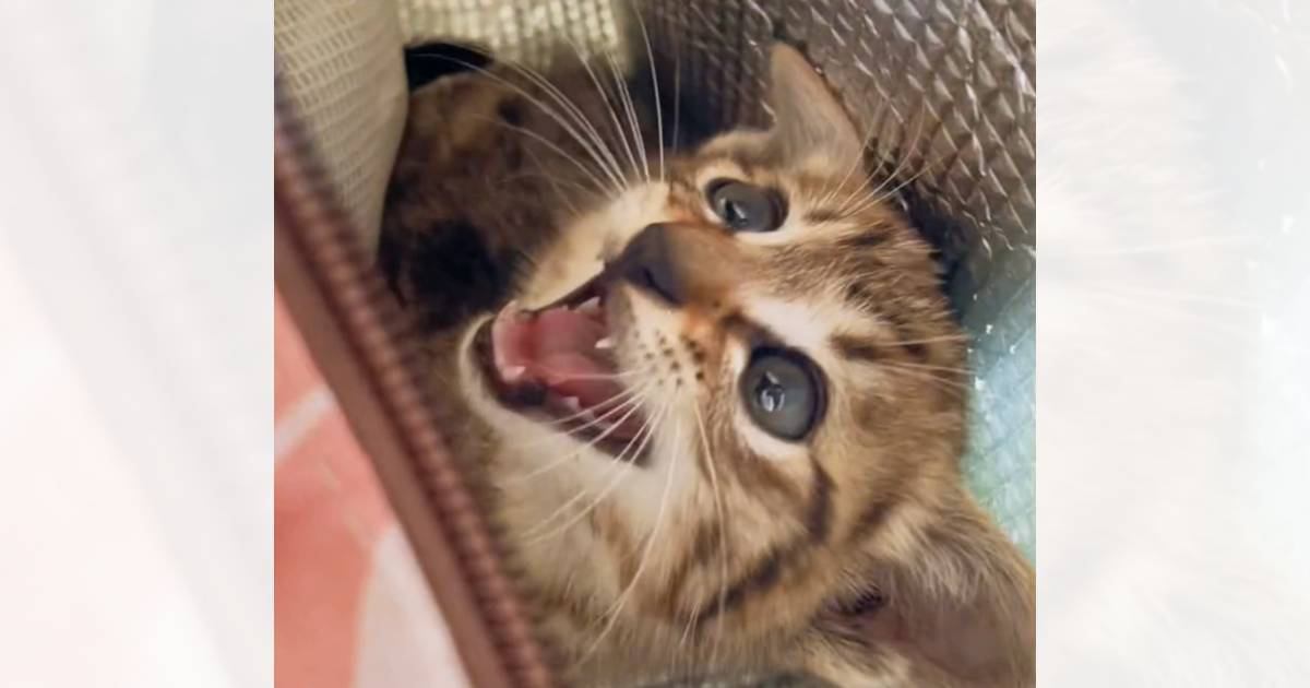 『ボンネットの中で鳴いていた子猫』を連れて帰った結果…目頭が熱くなる『1か月間の軌跡』が97万再生「声が枯れてる」「よく頑張ったね」