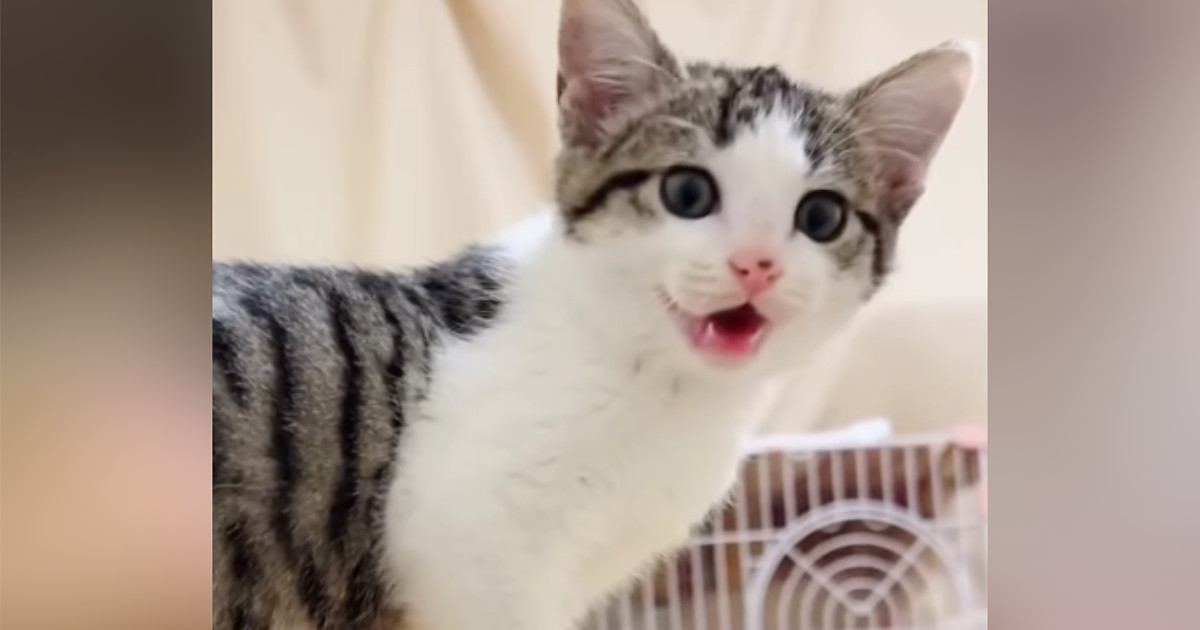 用水路に落ちそうになっていた子猫→保護から『8か月』が経つと…見違えるほどの成長ぶりに「同じ猫？」「モデルさんみたい」と17万再生