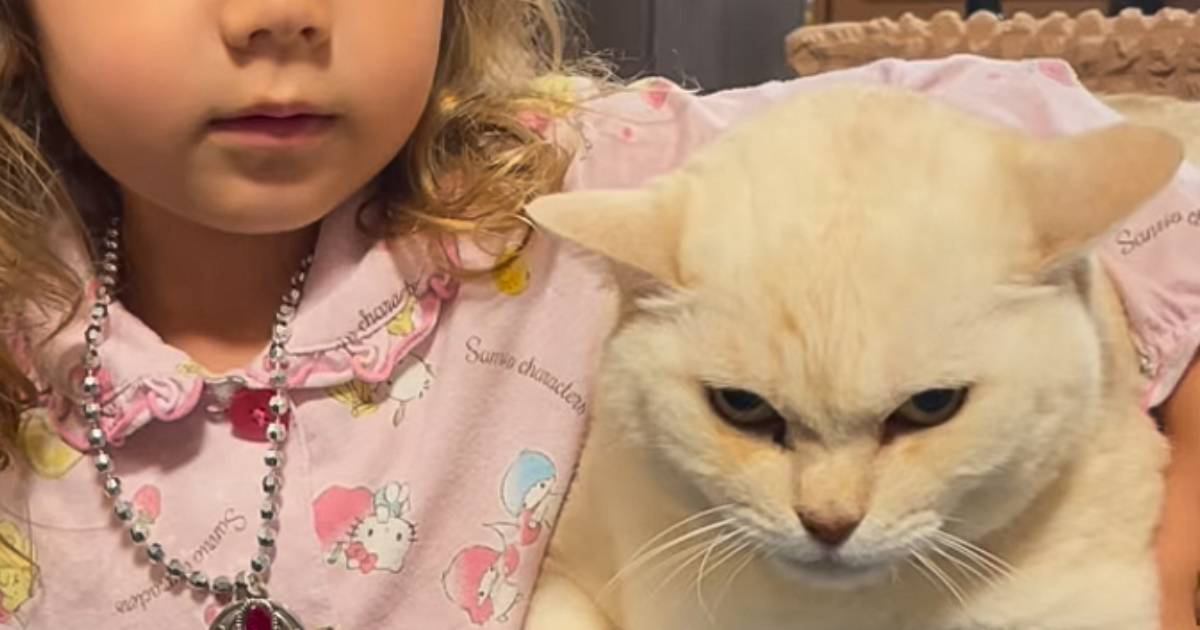 久しぶりに実家へ帰省した女の子→猫と触れ合おうとしたら…『衝撃の表情』が684万再生「最後の顔が爆笑ｗ」「静かにブチギれてて吹いたｗ」