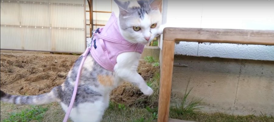 調査隊員出動！壊されたお庭に愕然とする猫ちゃん…