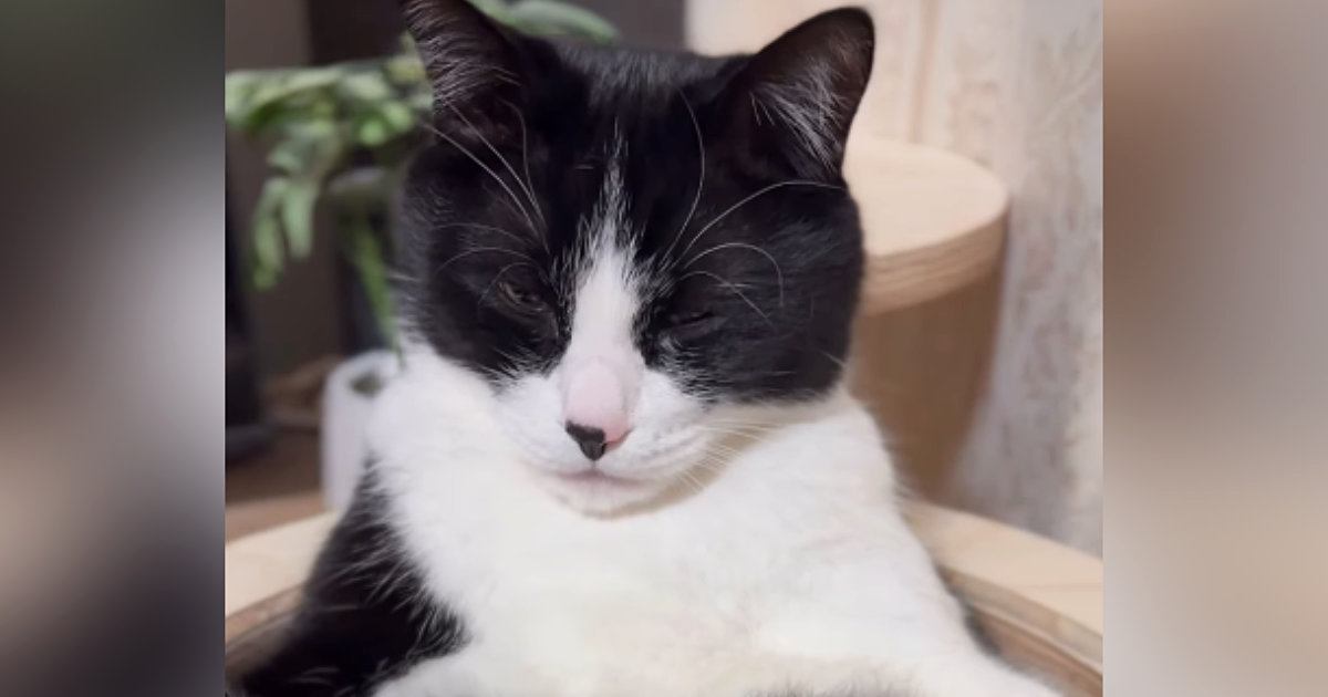 キャットタワーの上でくつろぐ猫を見たら…まさかの『貫禄ありすぎる光景』に笑ってしまう人が続出「なんという格好ｗ」「可愛すぎてたまらん」