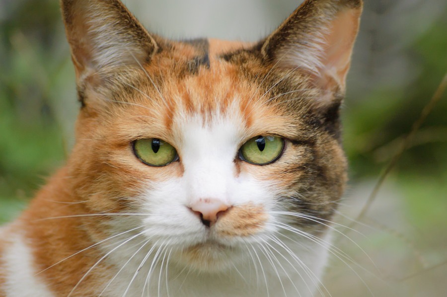 猫のひげで気持ちを読み取ろう！嬉しい時、怖い時について