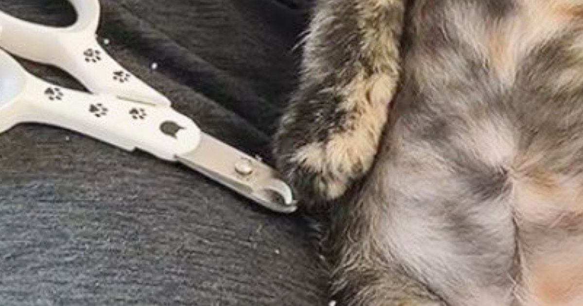 爪切りをしてもらった子猫→『終わった直後の様子』を見ると…とんでもなく尊い光景に3万いいね「思わず可愛いと声が出た」「いい子すぎる」