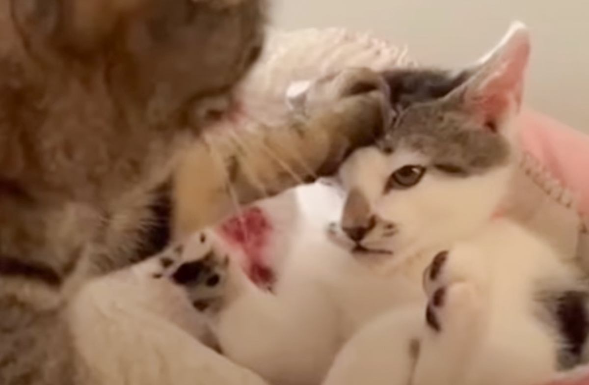 先輩猫相手に何もできなかった子猫が……1年後に見せた『まさかの行動』が笑っちゃうと14万再生「逆襲ｗ」「体格が同じになってるね」