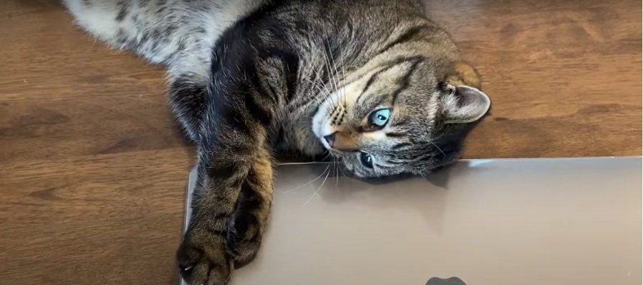 『作業はもう終わりニャ！』PCを強制終了したすぎる猫ちゃん