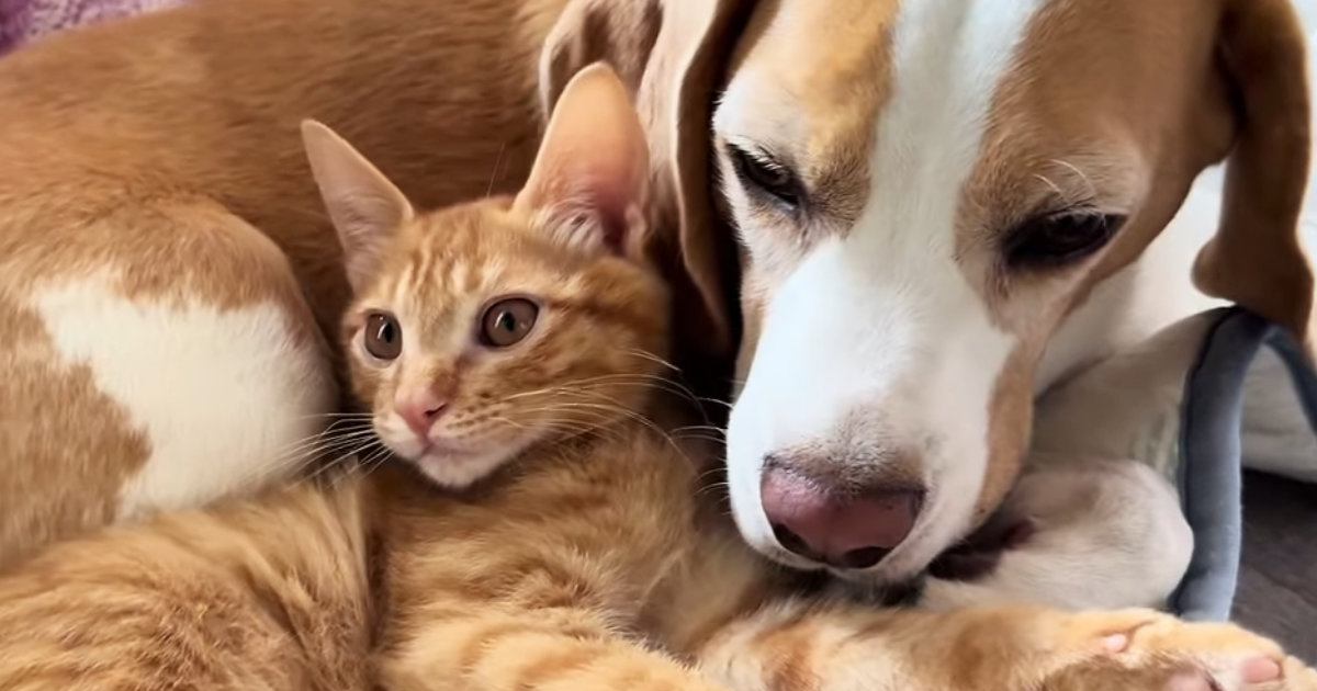 側溝から助け出された子猫→優しい先住犬と暮らし始めて2か月…微笑ましい『現在の様子』が37万再生「癒されたｗ」「幸せたっぷり」