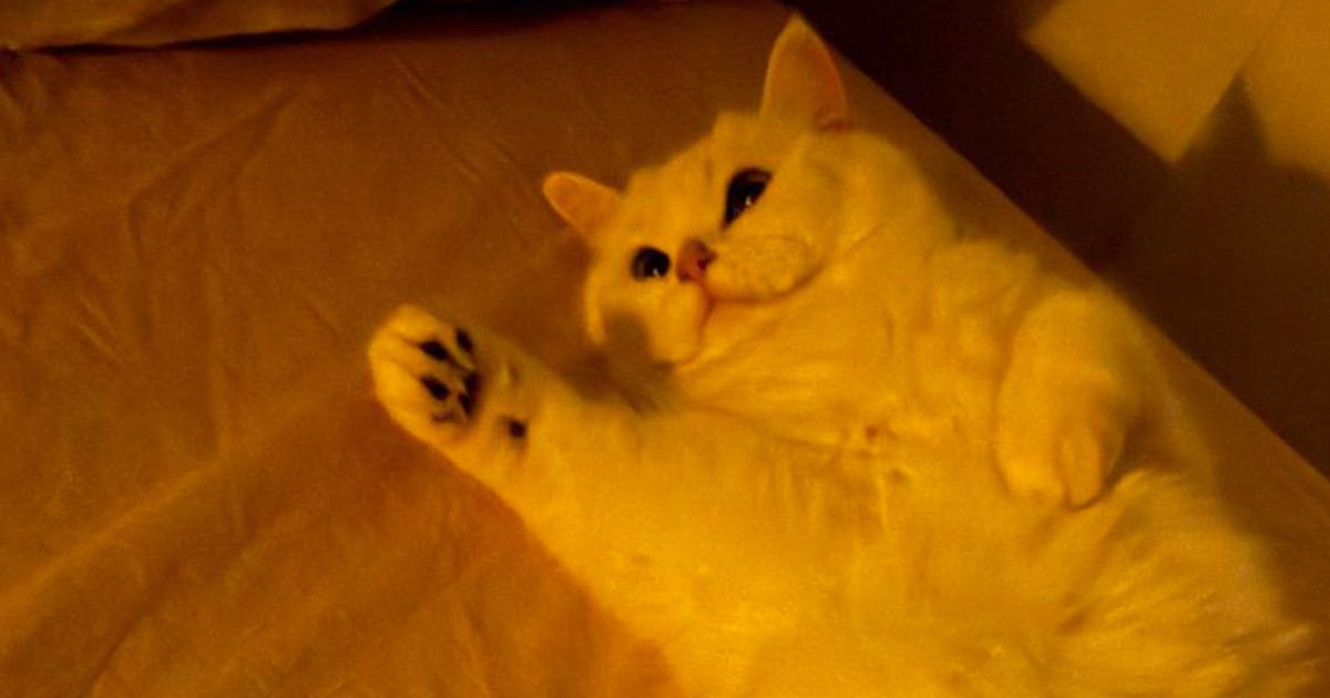 仰向けでじっと天井を見つめるネコ→『謎のポーズ』に笑ってしまう人が続出「漫画みたいな体勢ｗ」「何かをゲットしたのかな」と２万いいね