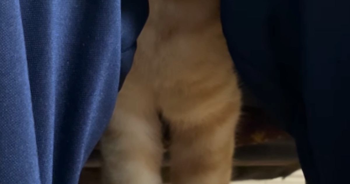 娘の膝の間でくつろぐ猫…『とんでもない光景』に爆笑する人が続出「リラックスの仕方が独特ｗ」「めっちゃ幸せそうｗ」と33万再生