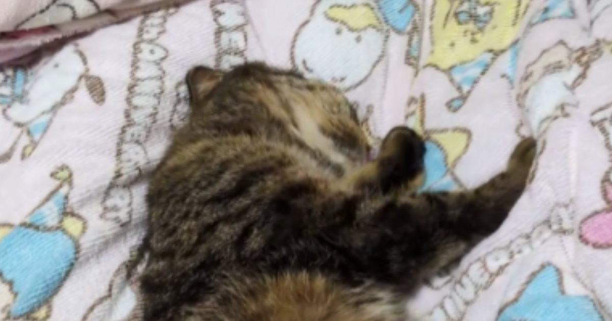 寝ようと思って布団に行ったら、『猫』が……あまりにも無防備すぎる様子に爆笑「なんちゅう格好よ」「平和でほっこりｗ」と11万再生