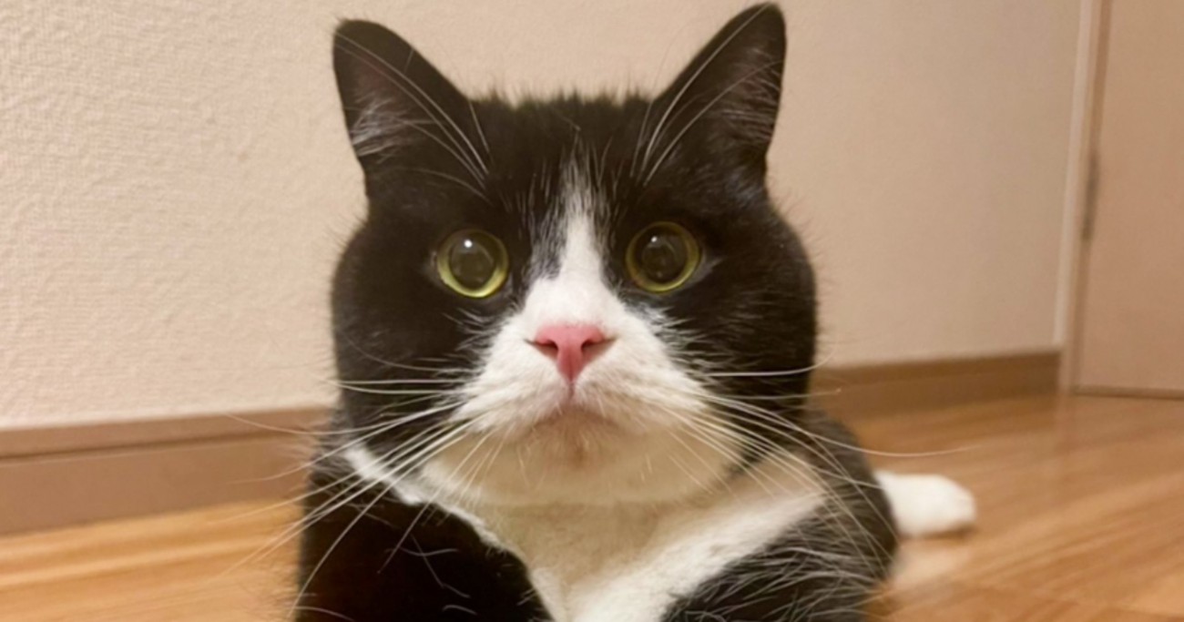『前足の色が左右で違う猫』の理由……飼い主さんによる『コメント』と愛らしい光景に３万いいね「とっても素敵な表現」「オシャレだね」と反響