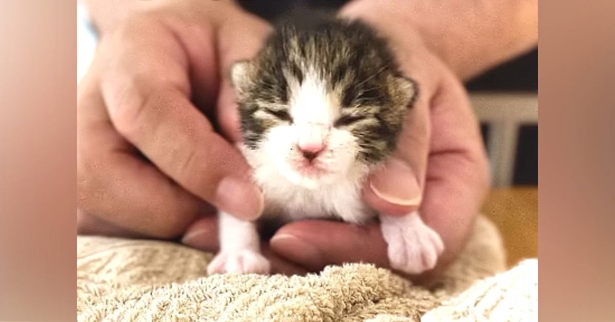 『30℃を超える炎天下』、まだ目も開いていない赤ちゃん猫と出会って…家族に迎えた結果→感動必至の成長記録に「涙が出る」「ありがとう」