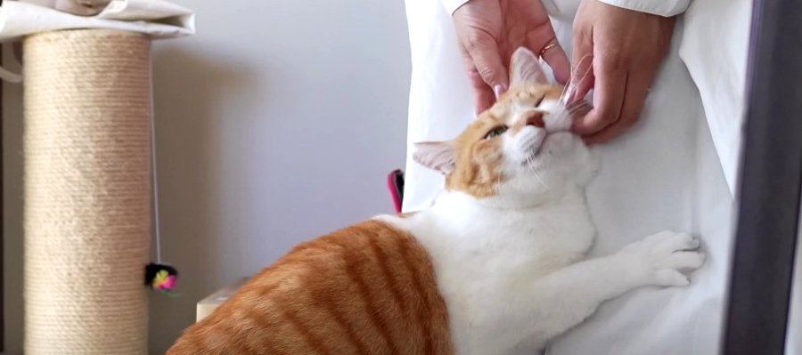 朝から不機嫌！なんだか上手くいかない猫ちゃんの1日…