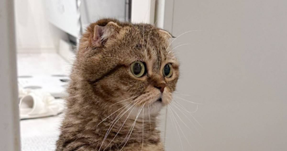 飼い主さんが長風呂をしていたら、猫が心配して…まさかの姿に「呆然と立ち尽くしてるｗｗ」「ありえないものを見たときみたい」と24万表示