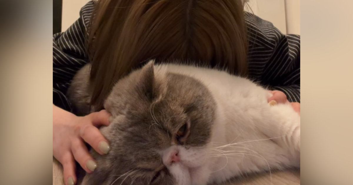 『猫吸い』を堪能していたら、愛猫が怒ってしまい…『まさかのお仕置き』に爆笑の声続出「ガッツリロックされてるｗ」「ご褒美だね」と16万再生