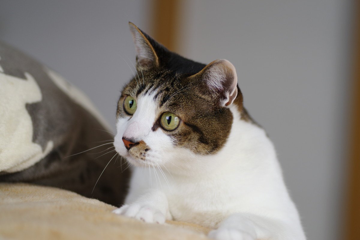 猫は『新しいもの』を好んでいるの？3つの心理から飼い主が注意すべきことまで