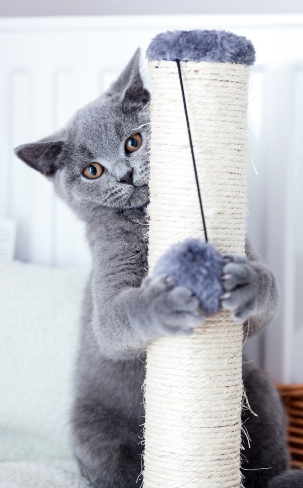 構って！子猫が遊びたい時にする4つのしぐさ